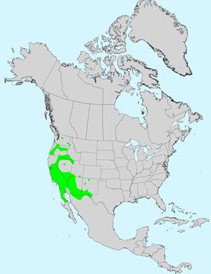 North America species range map for Uropappus lindleyi: Click image for full size map.